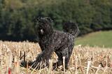BOUVIER DES FLANDRES 238